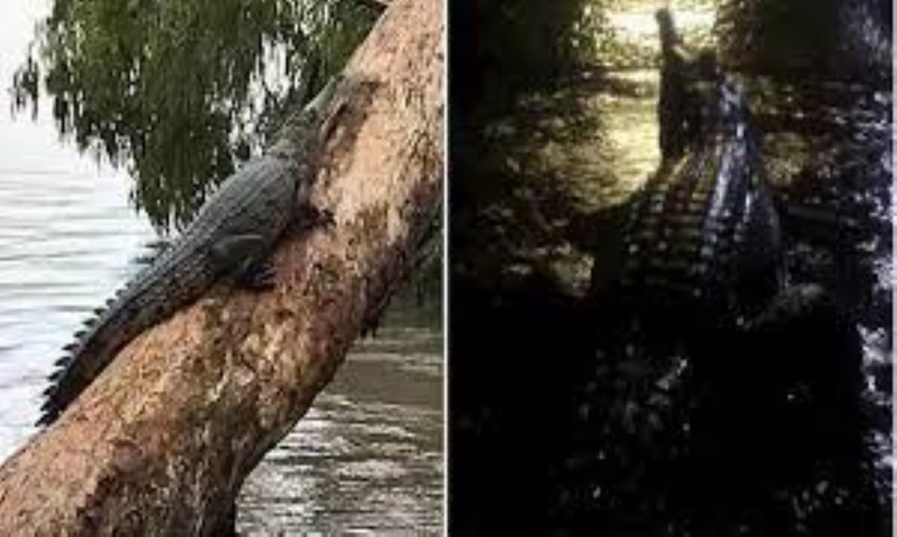 Flood Water Inundated Australia’s Northern Queensland With Crocodiles Lurking Underneath
