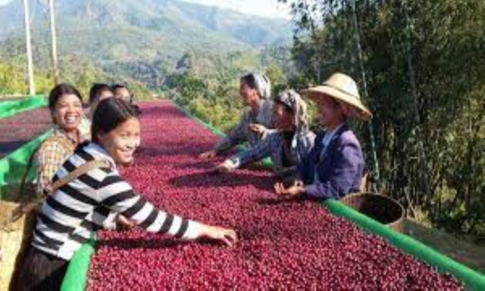 Myanmar Strives To Double Coffee Exports This Year