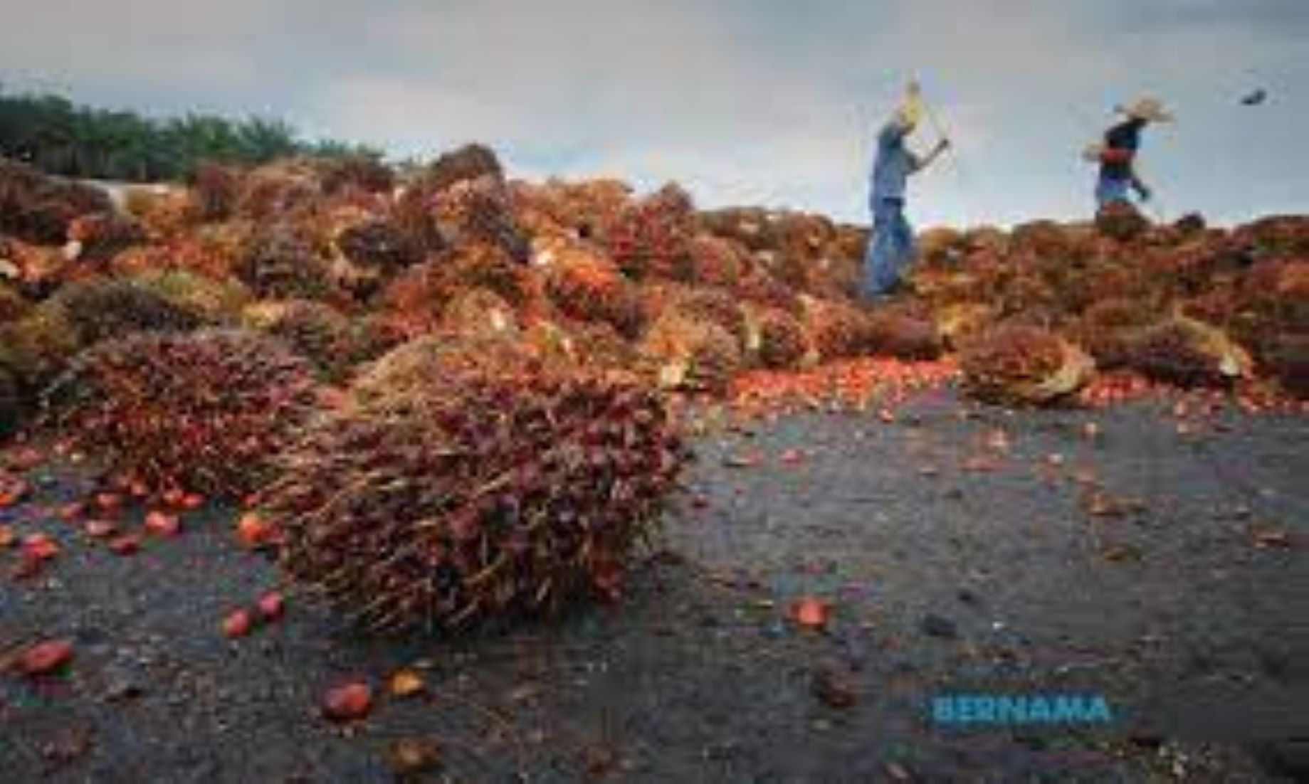 Malaysia’s Palm Oil Stocks Down 6.56 Percent Month-On-Month In Feb