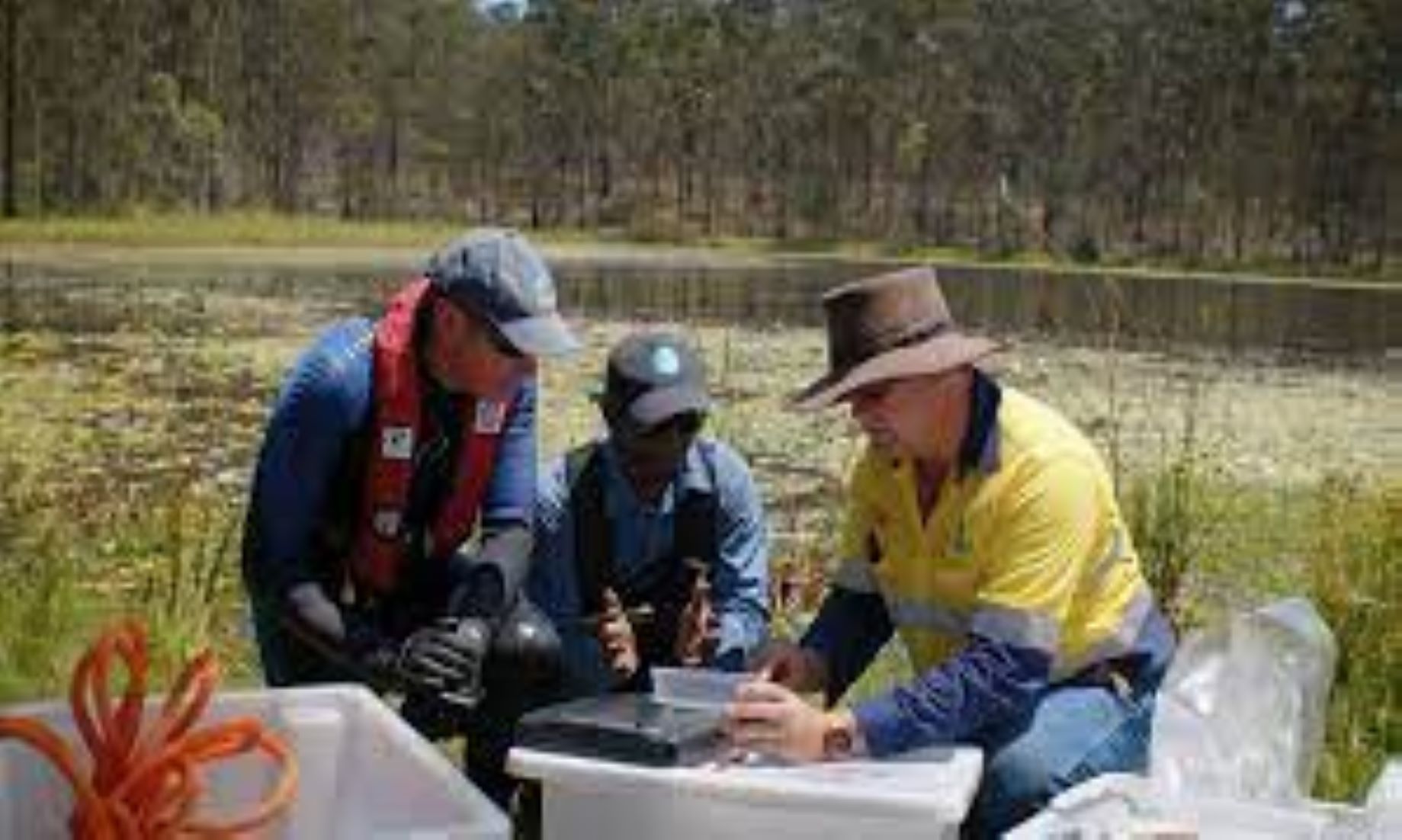 Biocontrol Weevil Released To Fight Invasive Weed In Australian Waterways
