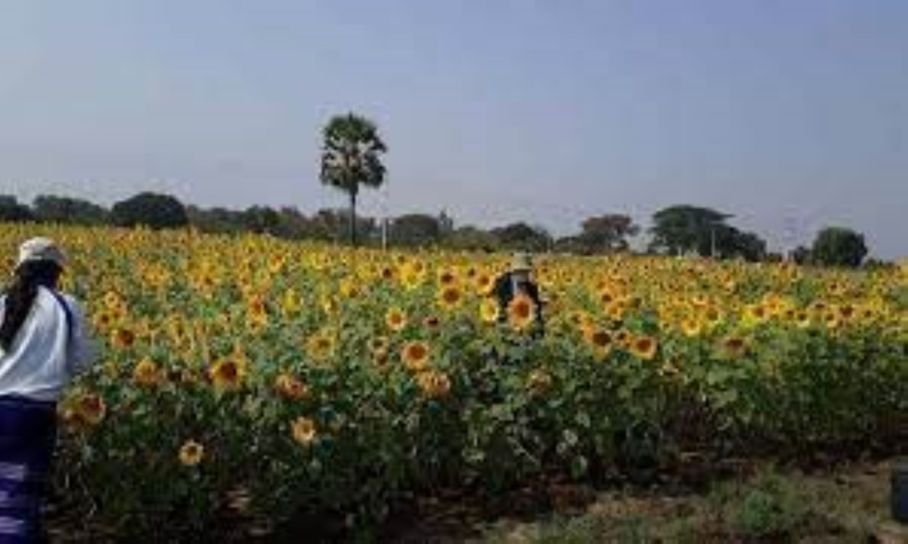 Myanmar Targets To Expand Four Million Acres Of Sunflower Plantations To Cover Domestic Oil Consumption