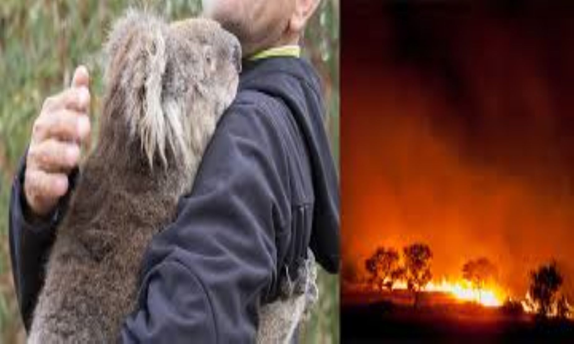 Bushfire In Australian National Park An Environmental Tragedy: Expert