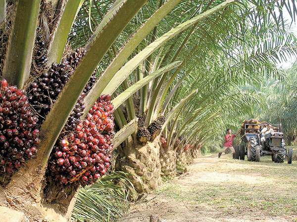 Analysts See Malaysia’s Palm Oil Prices To Remain Supportive In Near Term