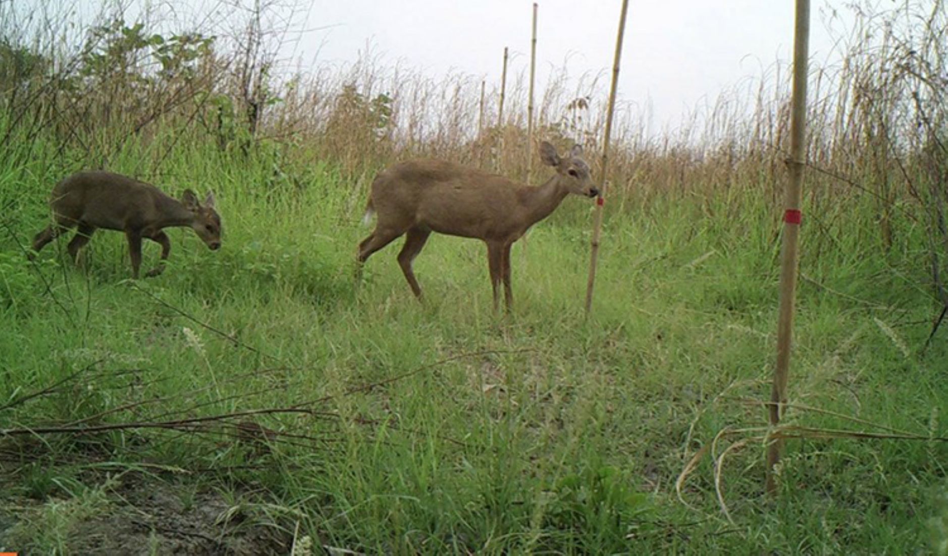 Cambodia Renewed Calls For End To Bushmeat Consumption