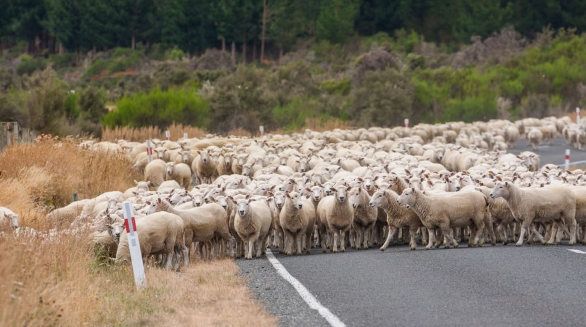 New Zealand Records Fewer Sheep, Dairy Cattle