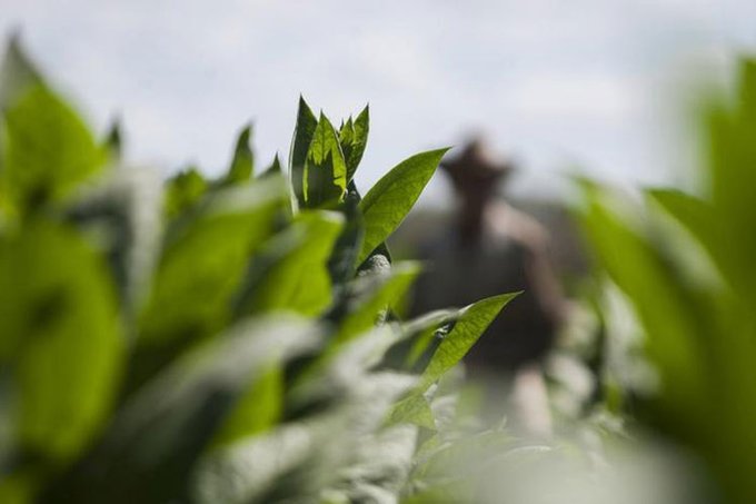 FAO promotes women’s empowerment in Cuba