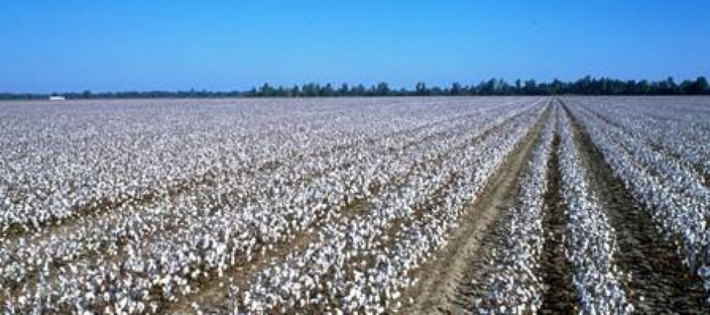 Afghan Farmers Harvested Over 72,000 Tonnes Of Cotton Last Year