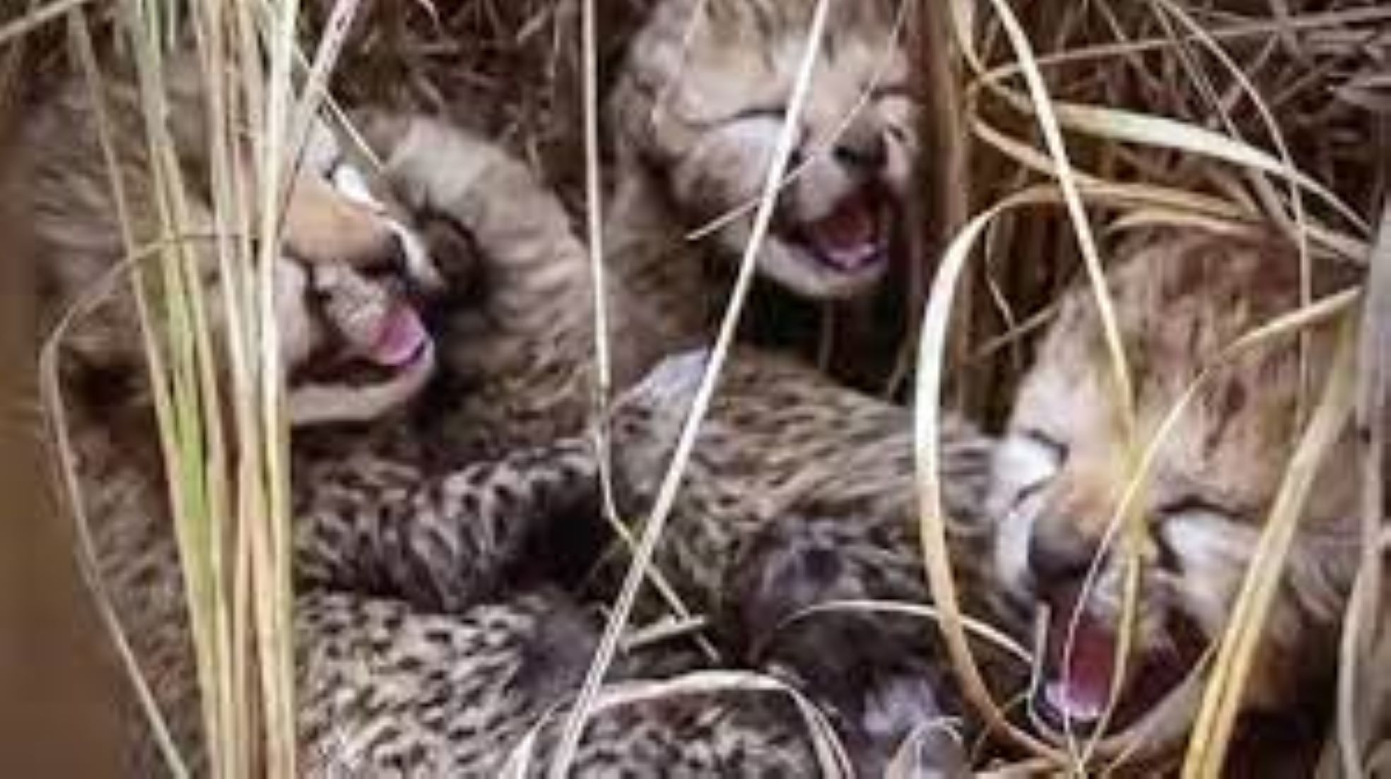 Two More Cheetah Cubs Died In India’s National Park