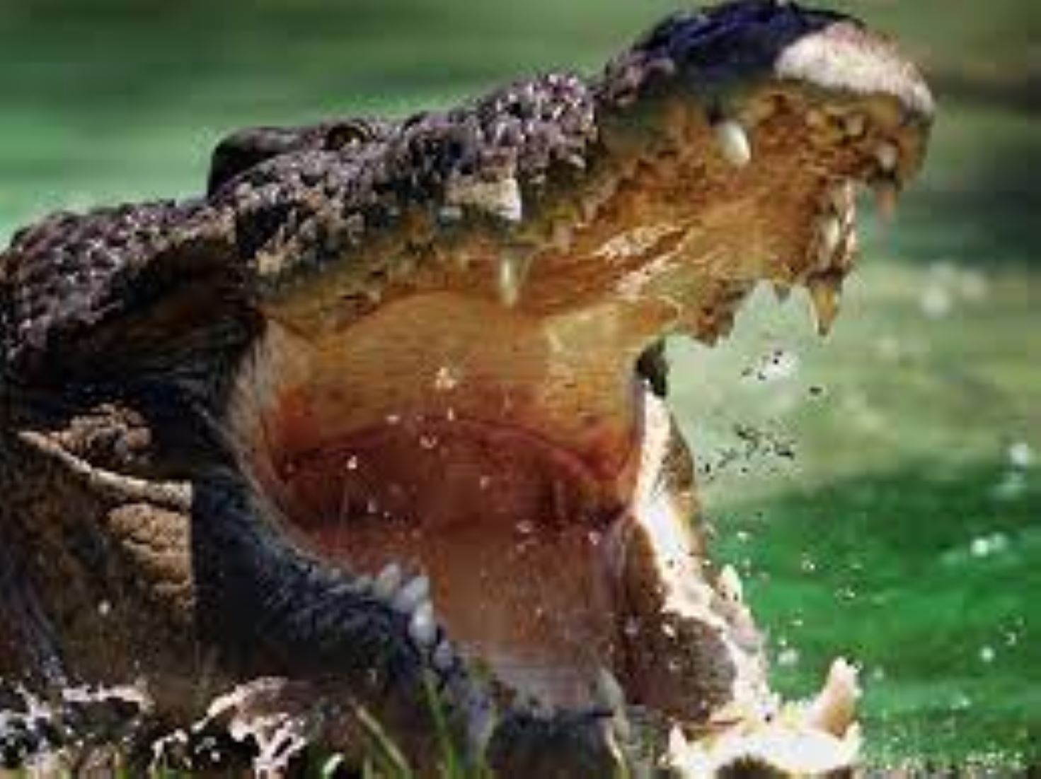 Australian Teenager Fought Off Monster Crocodile Attack