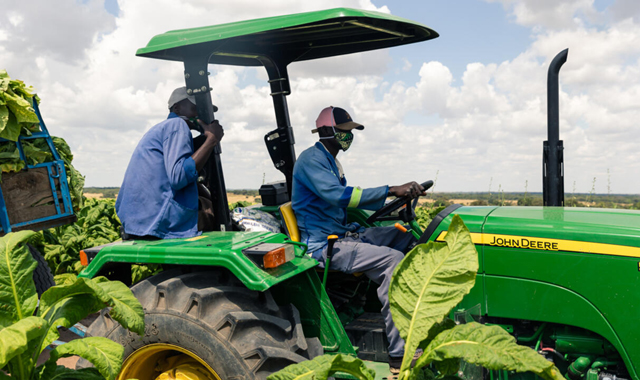 WHO backs farmers to grow food instead of tobacco