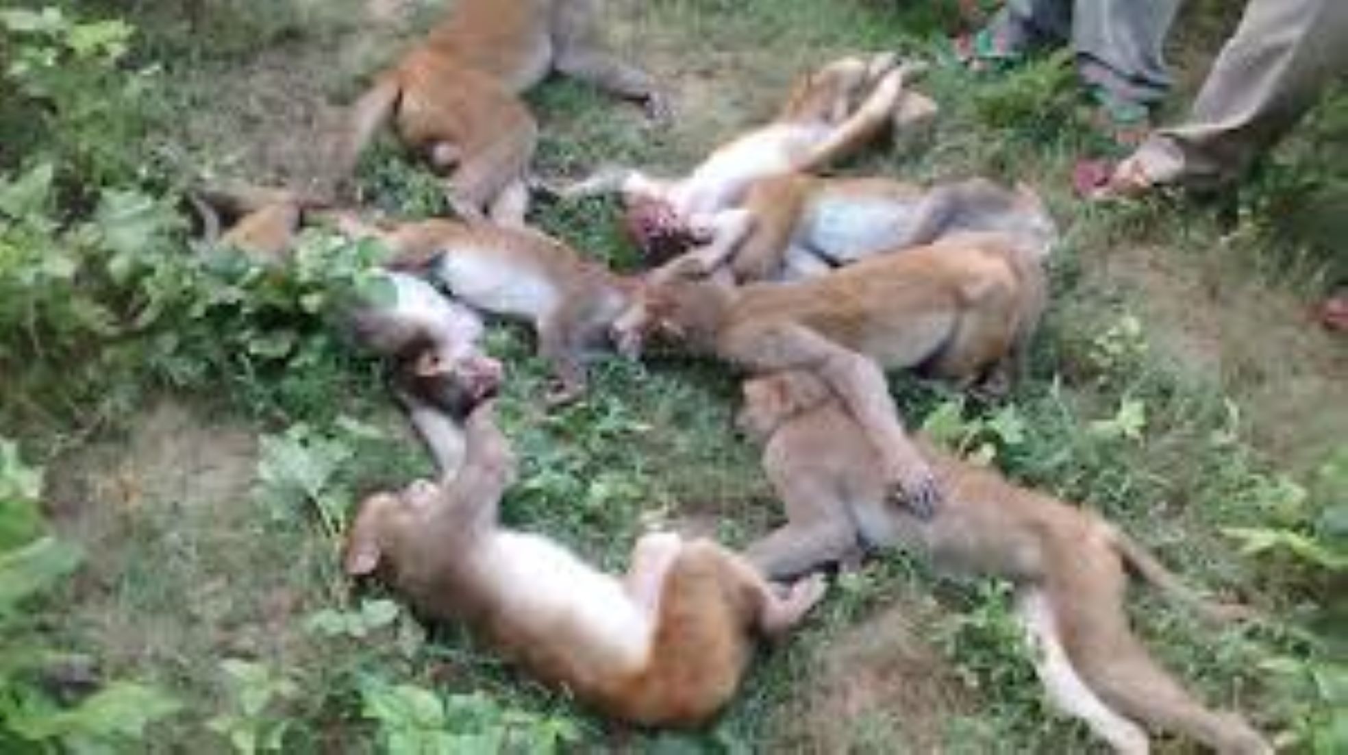 40 Monkeys Found Dead In India’s Uttar Pradesh
