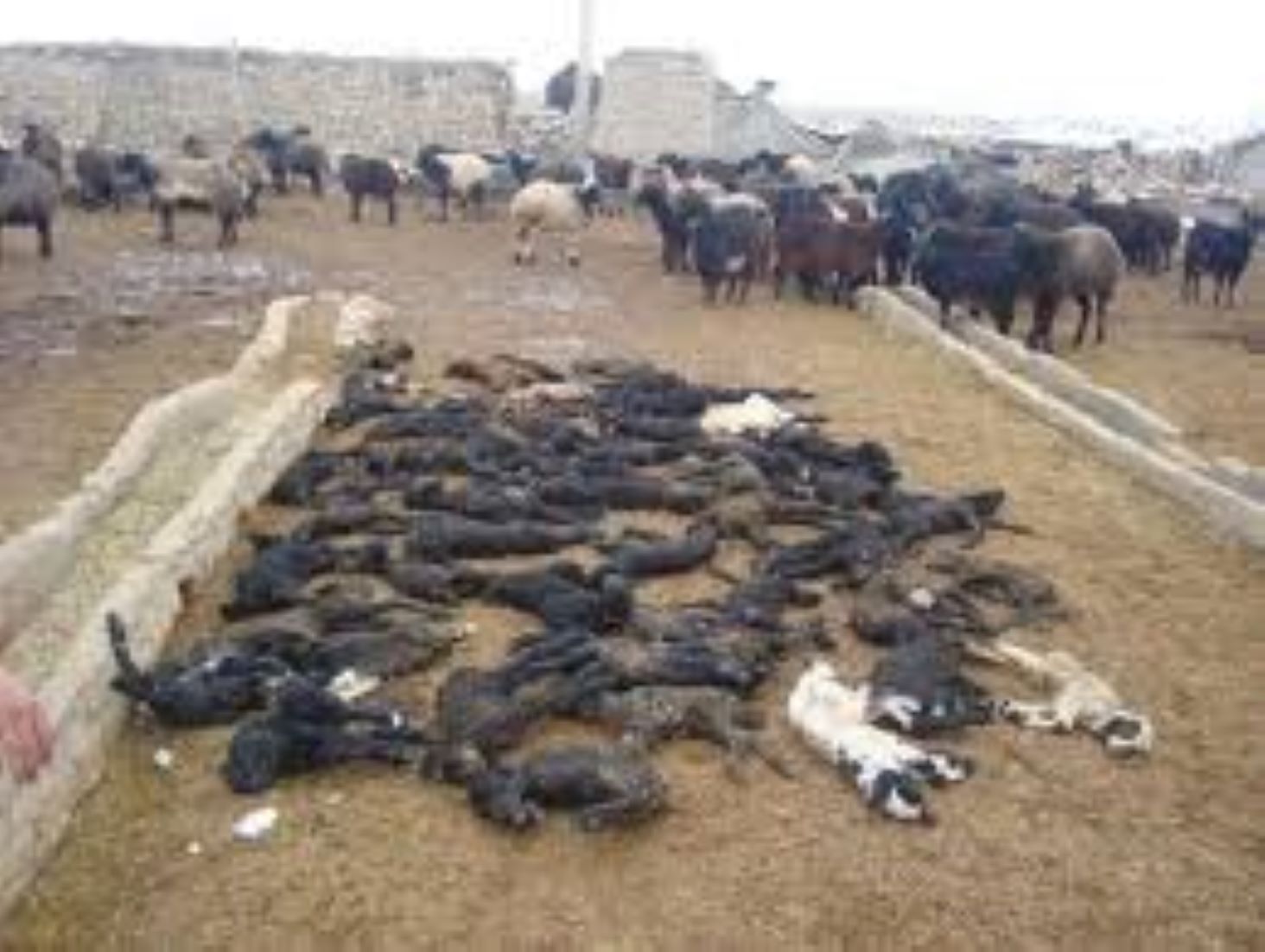 Outbreak Of Sheep Pox Reported In Eastern Mongolia