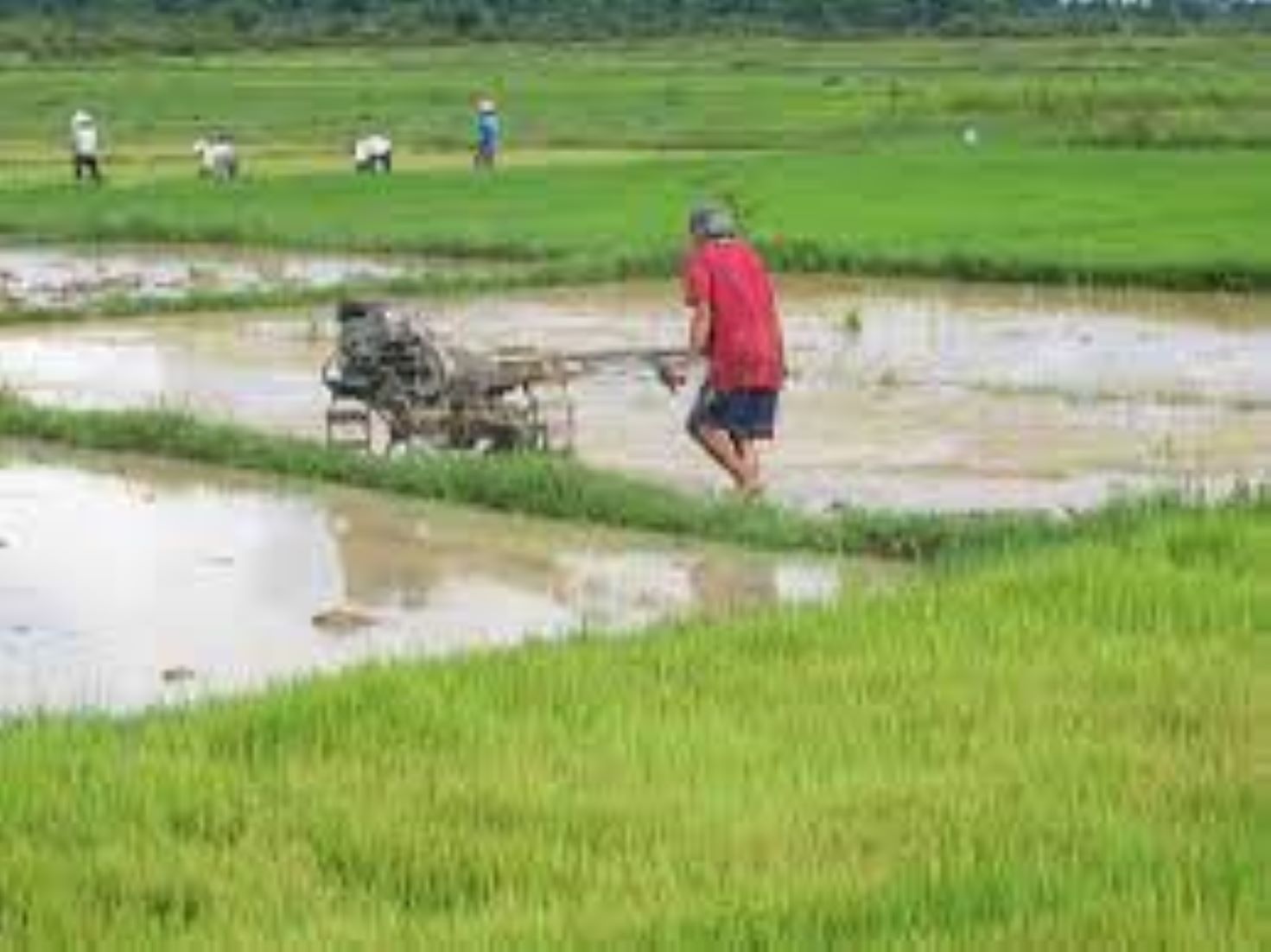 Laos Earned Over 507 Million USD From Agricultural Exports In Q1