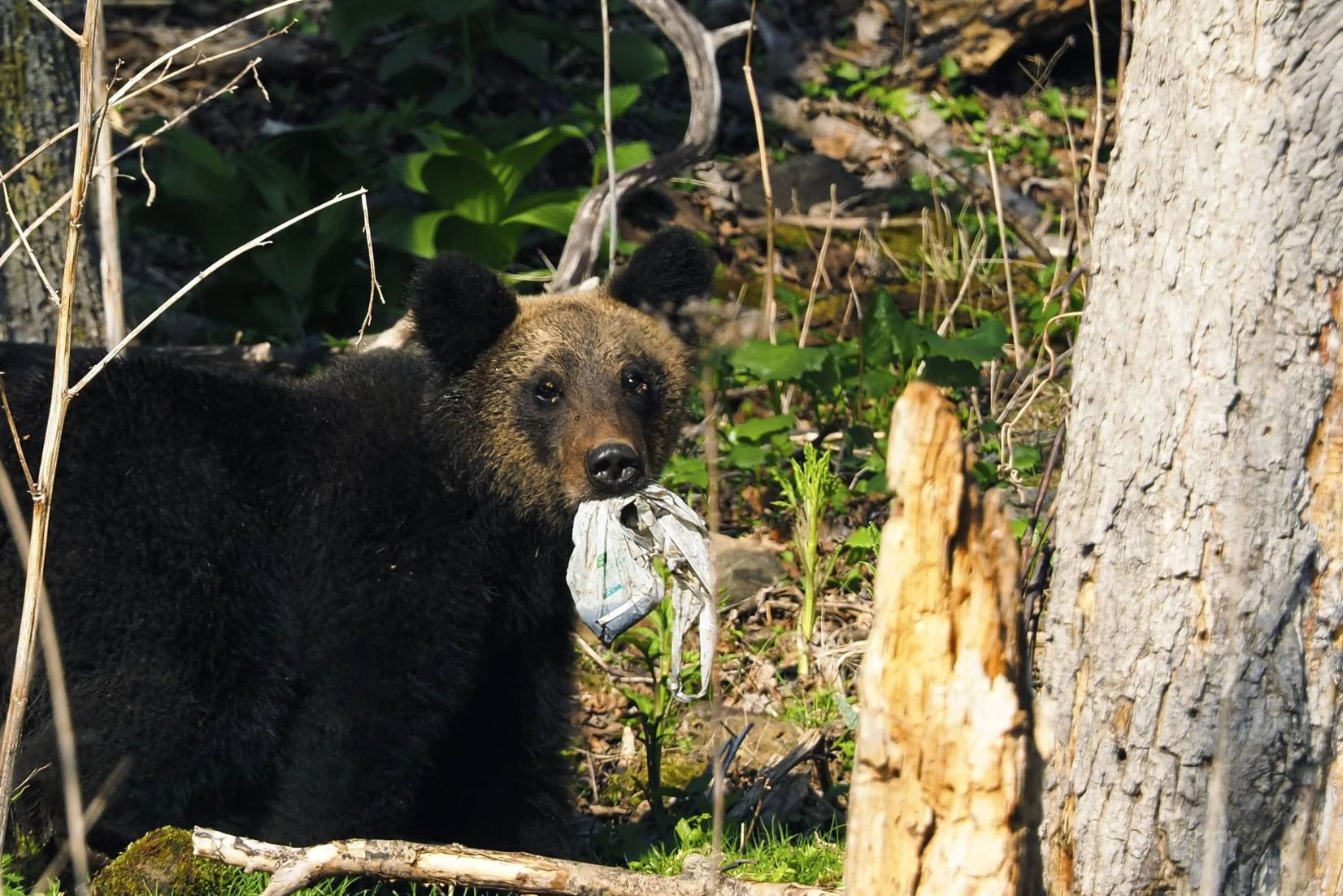 Bear Attack On Angler Suspected, After Human Head Found At Hokkaido Lake