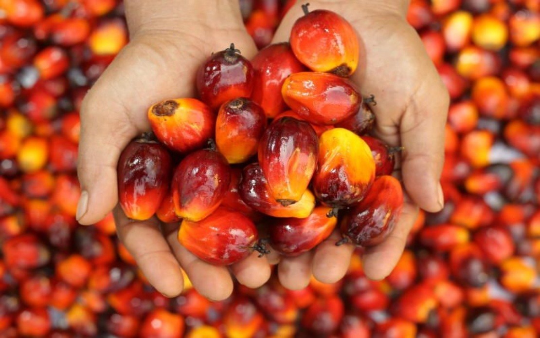 Palm Oil Deserves Fair Treatment, Malaysia’s PM Anwar Tells Germany