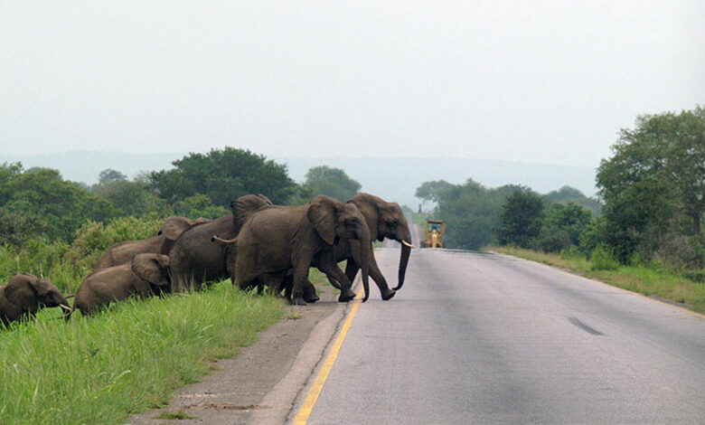 Tanzania: Anti-poaching drive pays off; elephants, black rhinos increase significantly