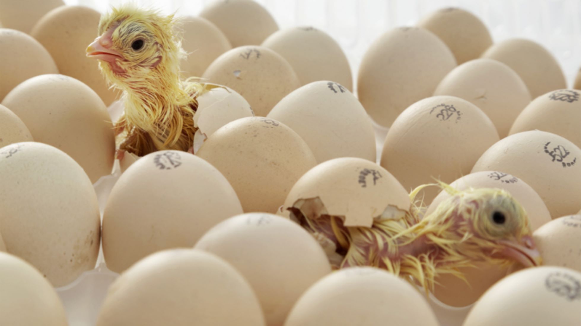 Sri Lanka To Import Hatching Eggs From Netherlands To Tackle Chicken, Egg Shortage