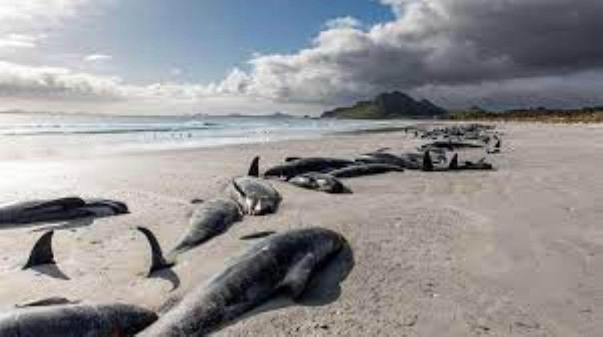 New Zealand’s Coastal Marine Heatwaves Grow Longer, Stronger, More Frequent: Research
