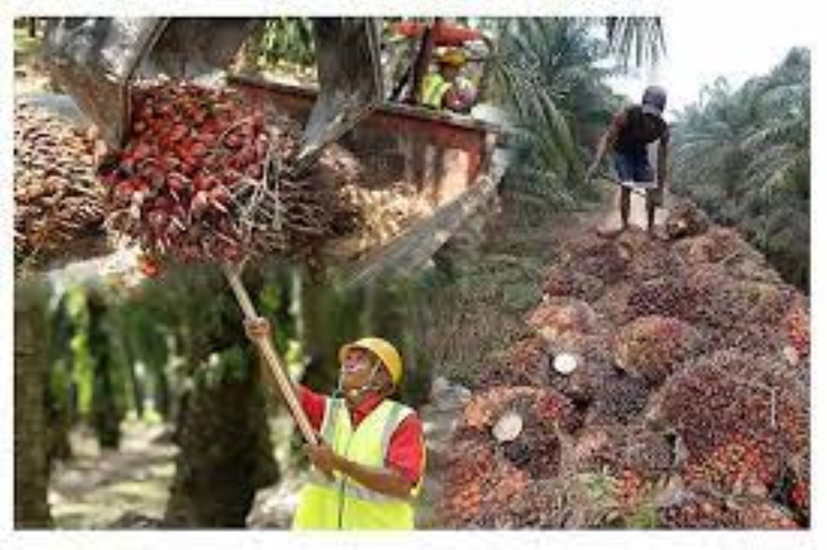 Malaysia’s Palm Oil Stockpiles Rose 12.63 Percent Month On Month In May
