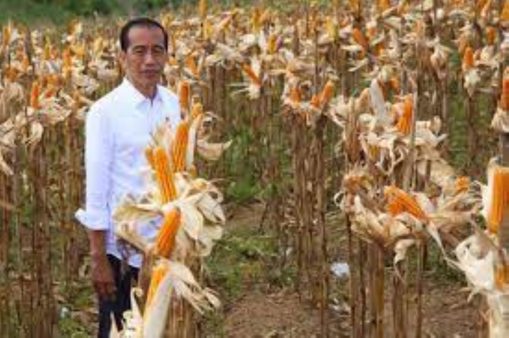 Up To 870,000 Hectares Of Land Face Drought In Indonesia Due To El Nino