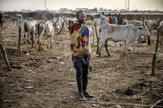 30 herders kidnapped in northeast Nigeria: sources
