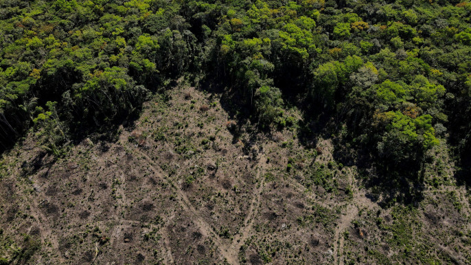 Brazil: Amazon deforestation falls 31% under Pres Lula
