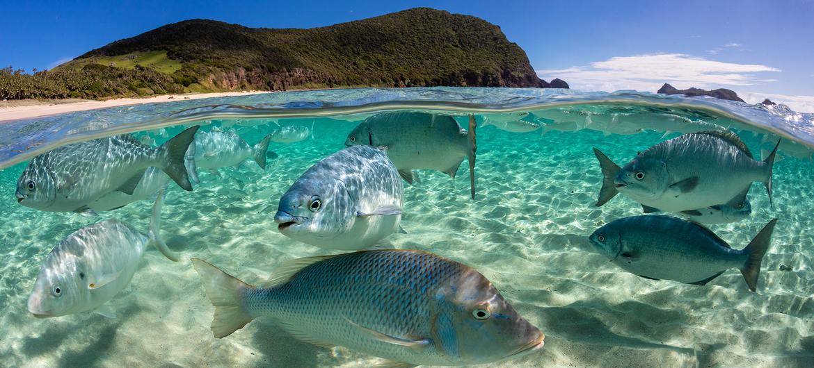 UN chief calls for more action to protect oceans on World Oceans Day