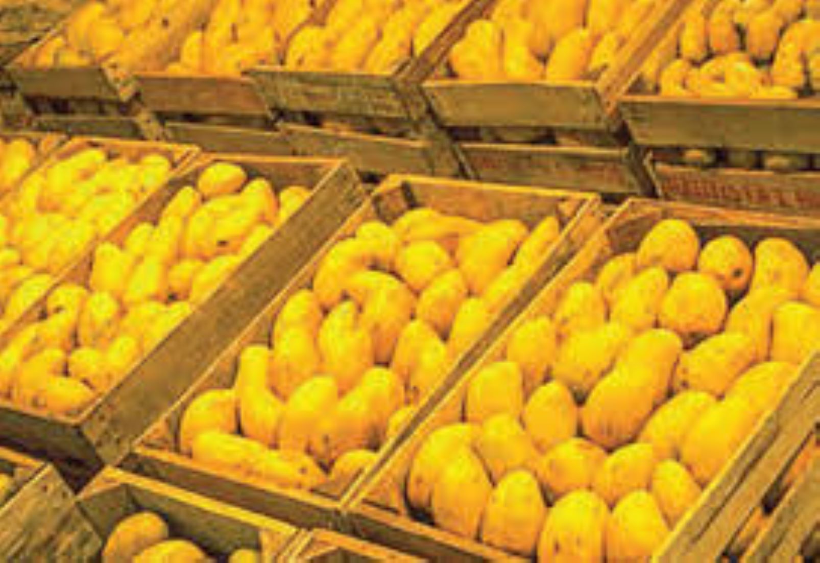 China Remained Top Destination For Myanmar’s Mango Export