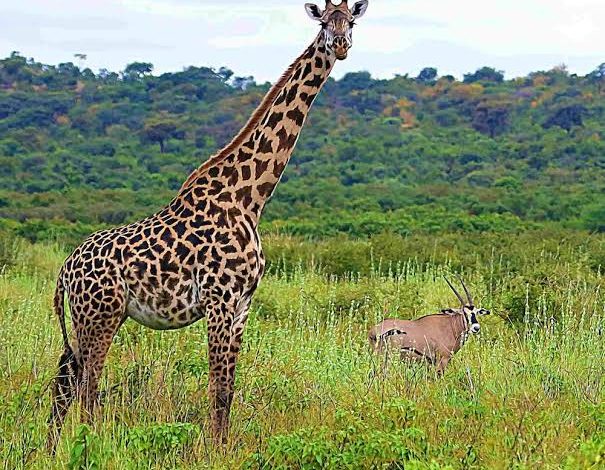 Tanzania throws weight behind conservation as Tourism Minister tables 654.6bn/- spending plan