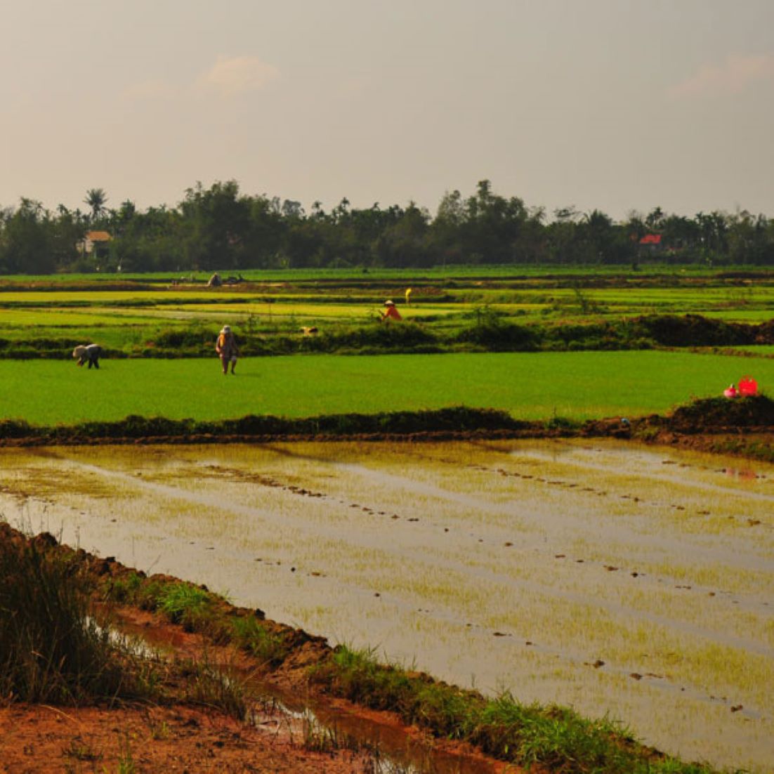 Vietnam Aims To Boost High-Quality Rice Output, Cut Exports