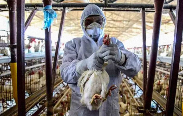 Brazil: Federal gov’t instructs States to issue animal health alert over bird flu