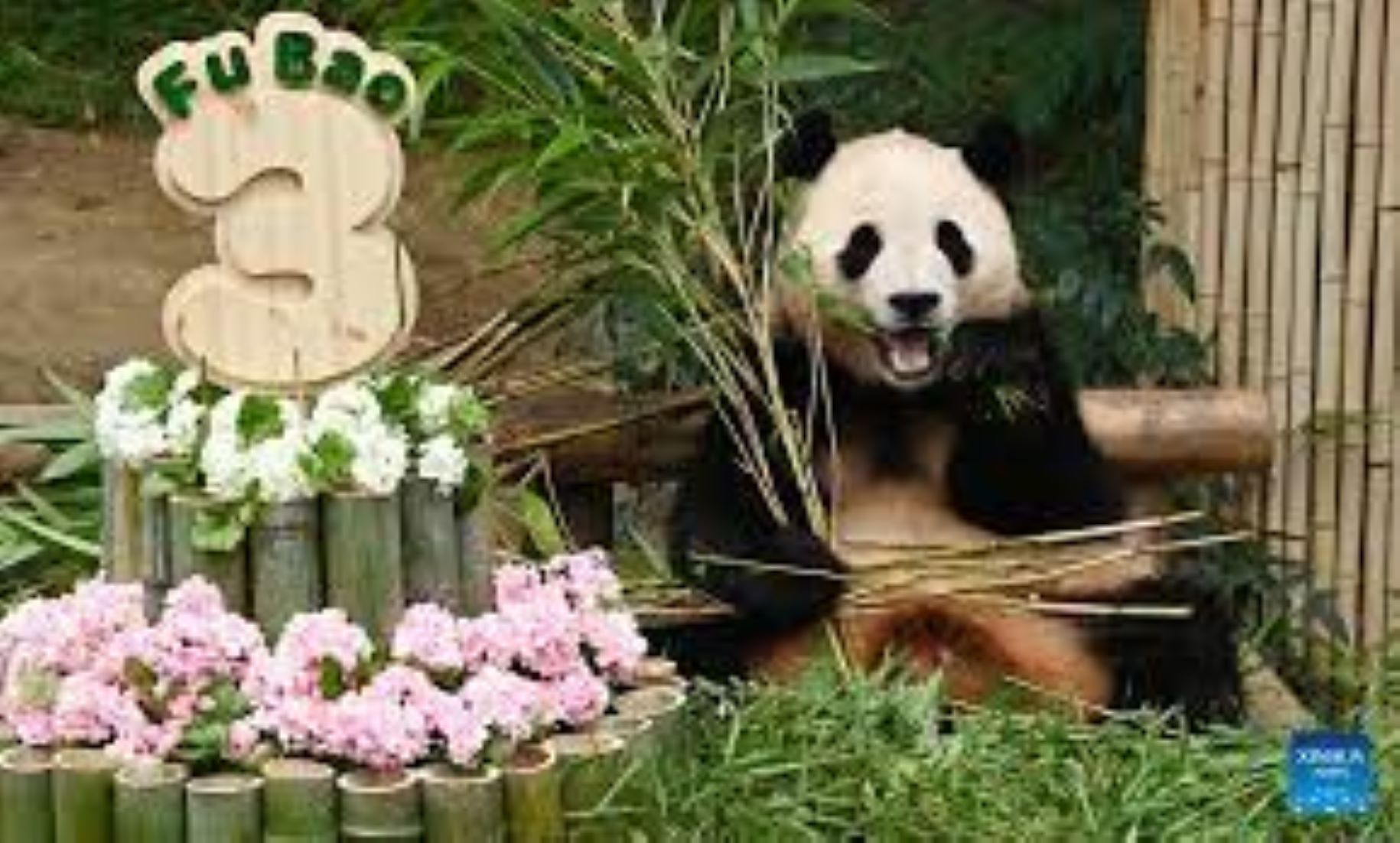 Giant Panda Celebrated Third Birthday In Yongin, South Korea