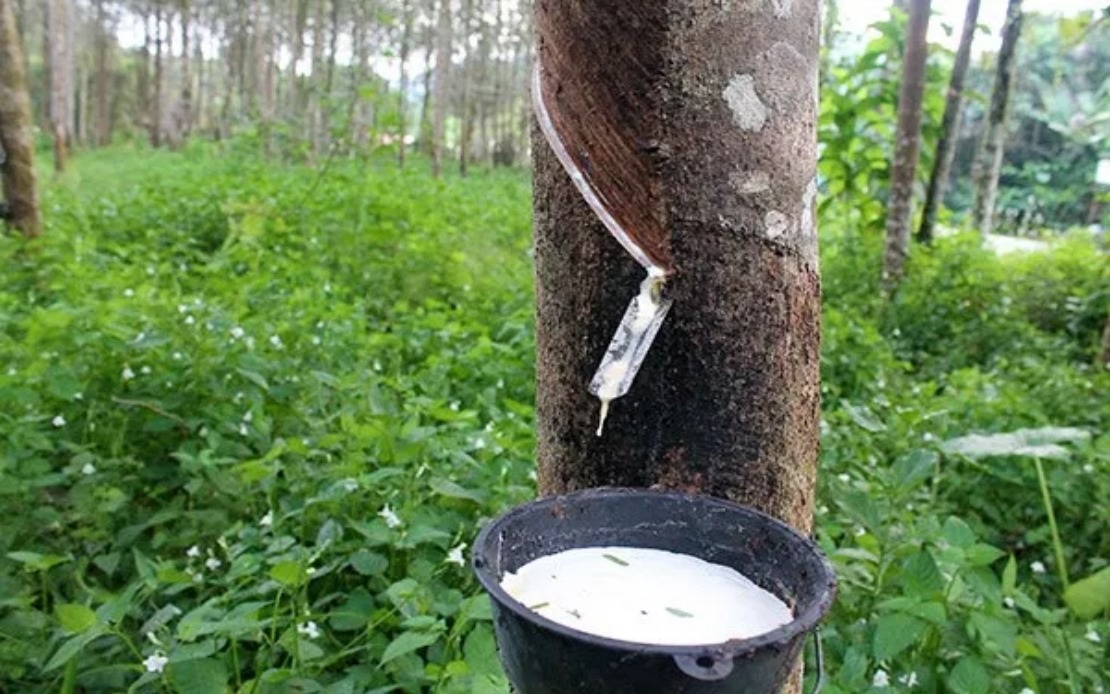 Malaysia’s natural rubber production up 6.8 pct in May