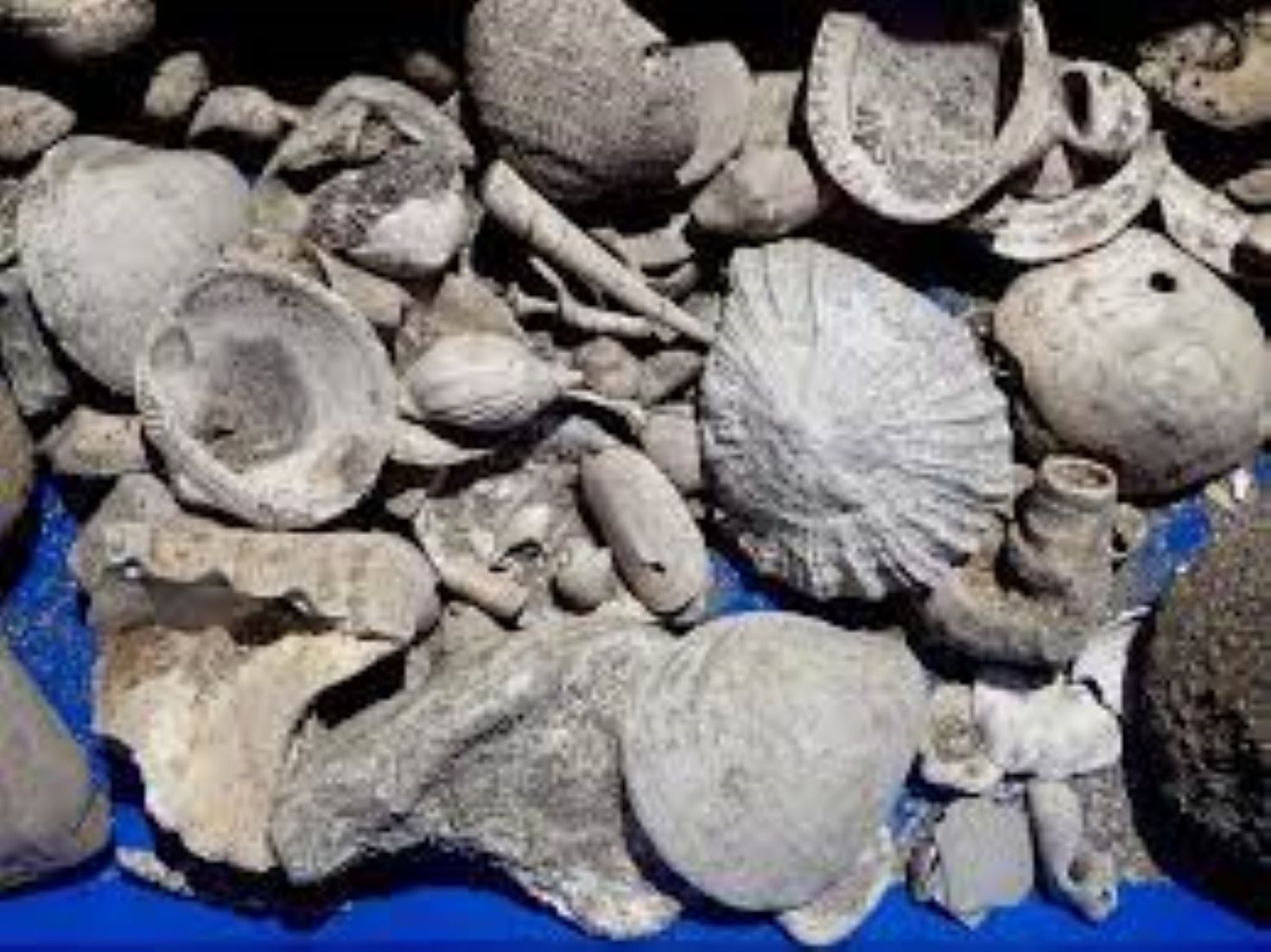 New Zealand Wastewater Pipe Dig Reveals “Fossil Treasure Trove”
