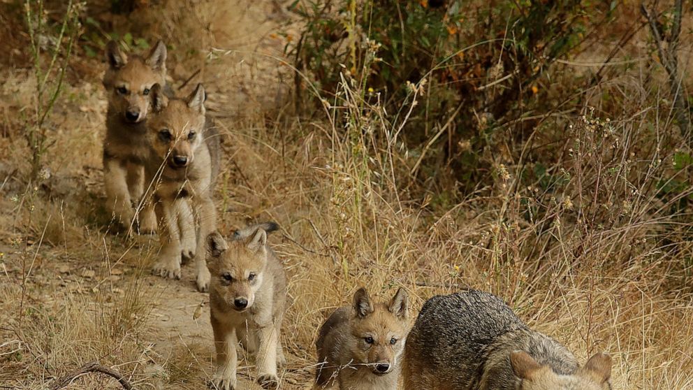 US: Researchers have identified a new pack of endangered grey wolves in California