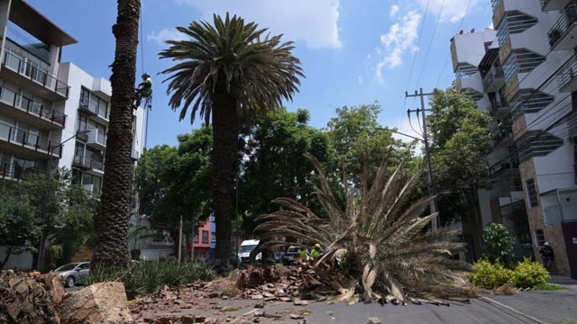 Mexico: Climate change, pests threaten Mexico City’s iconic palms