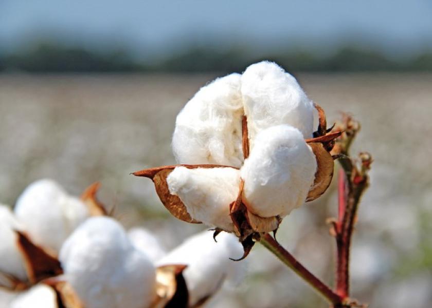 Brazil poised to become world’s largest cotton exporter, says industry leader