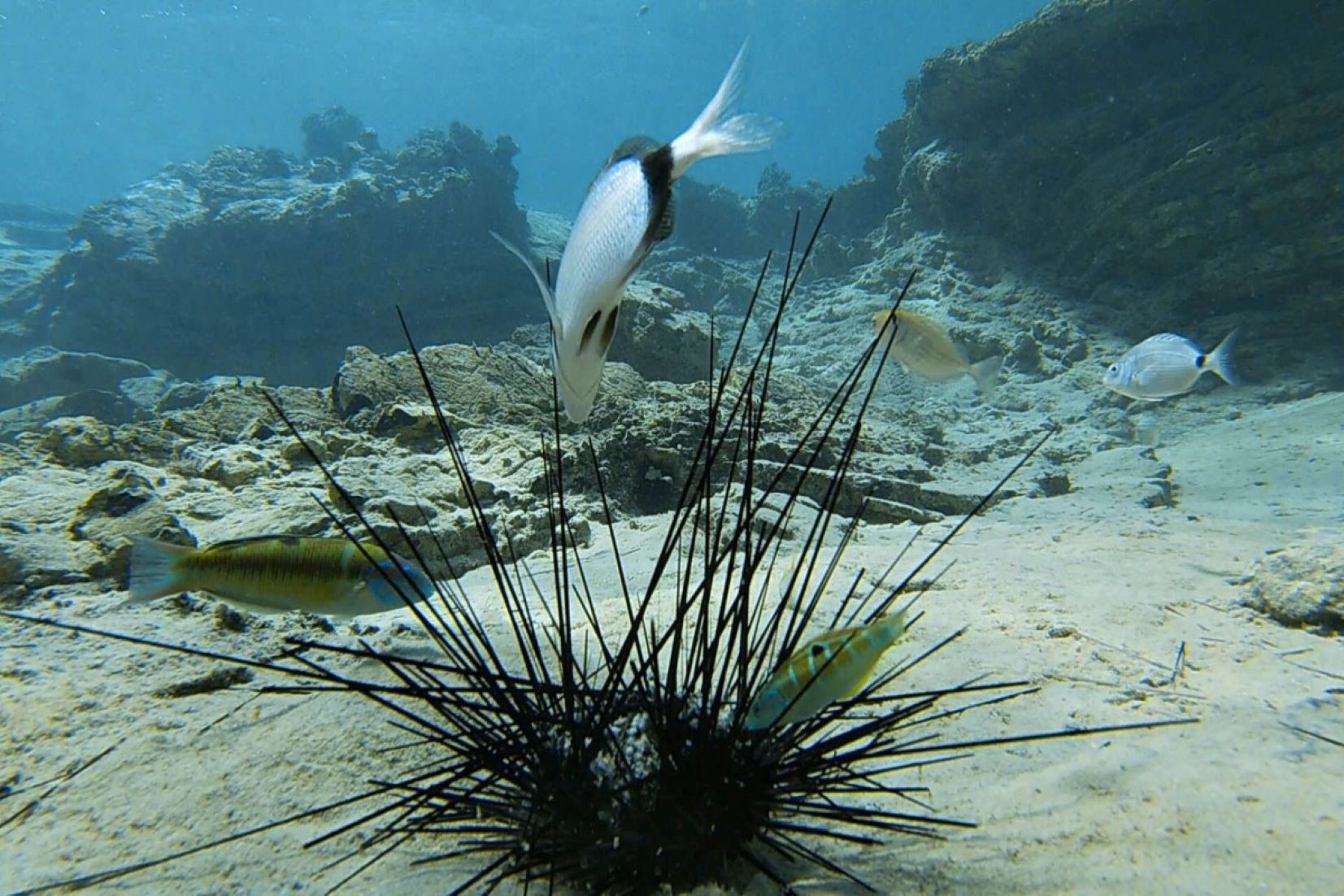 Researchers Detect Alarming Invasion Of Red Sea Corals To Mediterranean