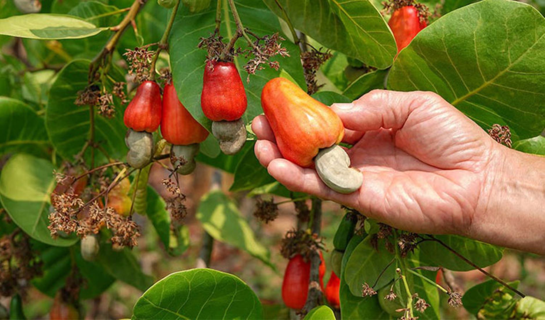 Cambodia Makes 1.2 Billion USD From Exports Of Raw Cashew Nuts, Rubber In 10 Months