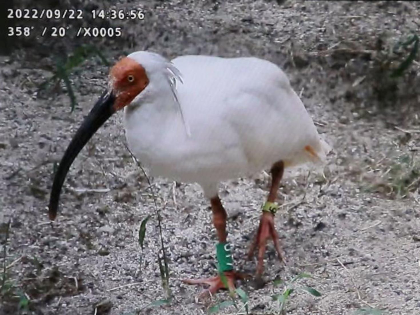 Crested Ibis Yang Yang Dies In Japan