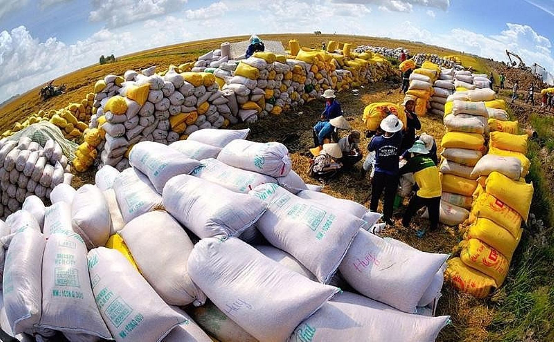 Philippines Top Vietnam Rice Importer In Oct