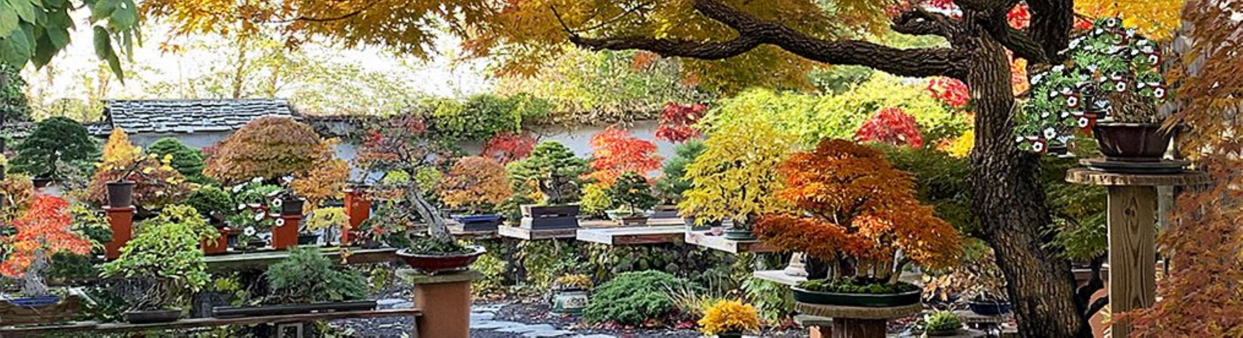 Kyoto Temple Holds Sino-Japanese Bonsai Artworks Exhibition