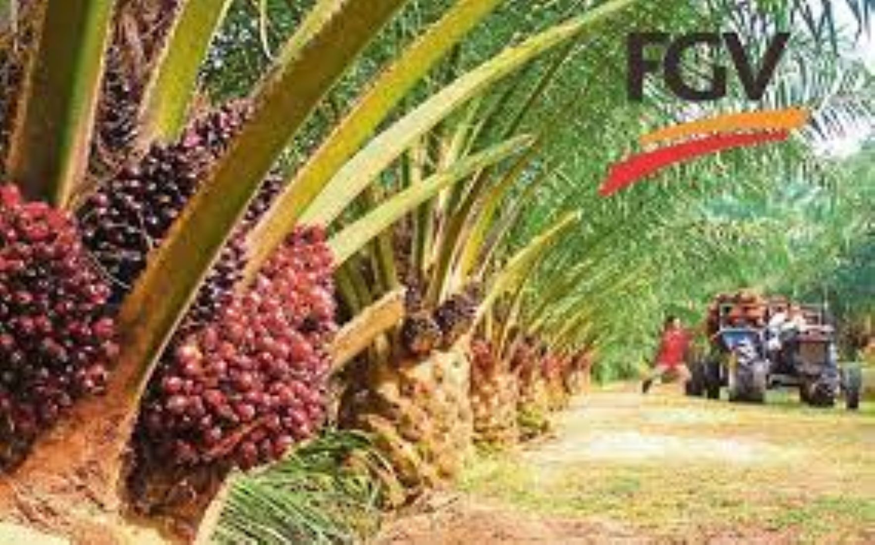 Malaysia’s FGV Net Profit Plunges On Lower CPO Price In Q3