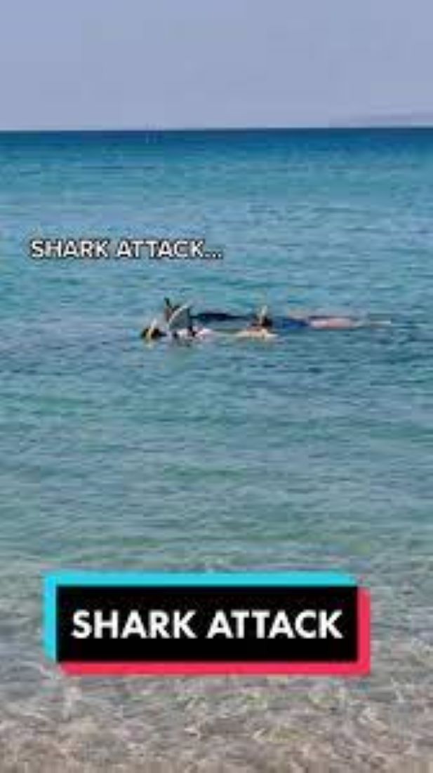 Search Underway For Body Of South Australian Shark Attack Victim
