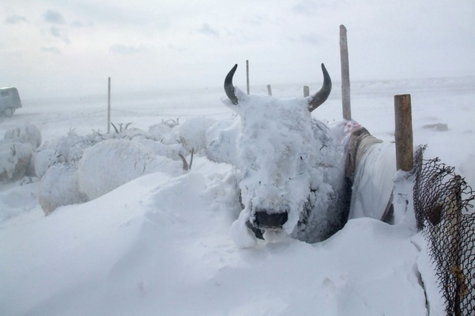 10 Mongolian Provinces Experience Harsh Wintry Weather