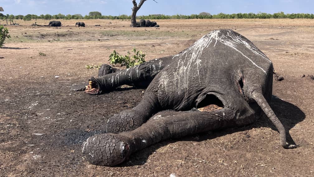 At least 100 elephants dead from drought in Zimbabwe