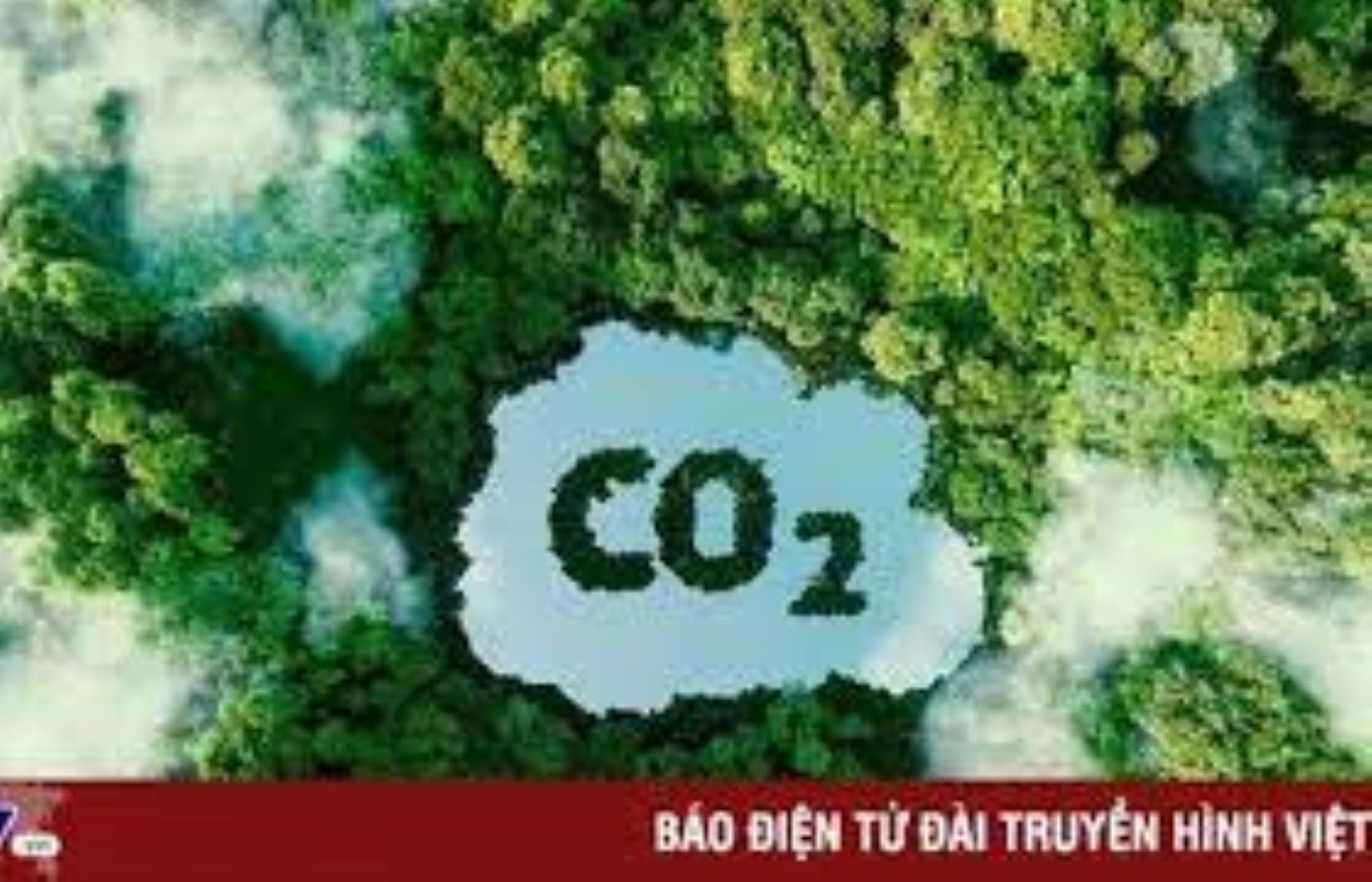 Vietnam Earns Over 41 Million USD From Selling Forest Carbon Credits