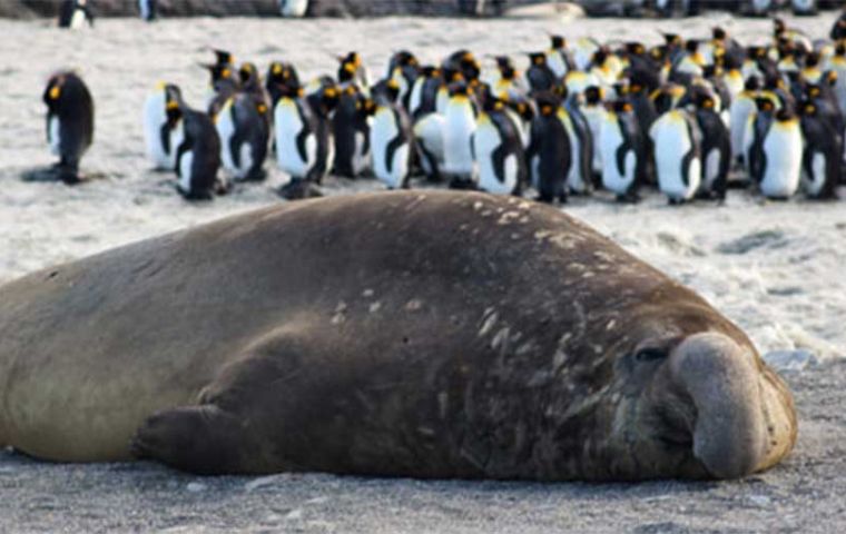 Bird flu expanding in Antarctic, high mortality among elephant seals