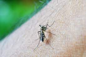 Climate change could upturn world malaria fight: WHO