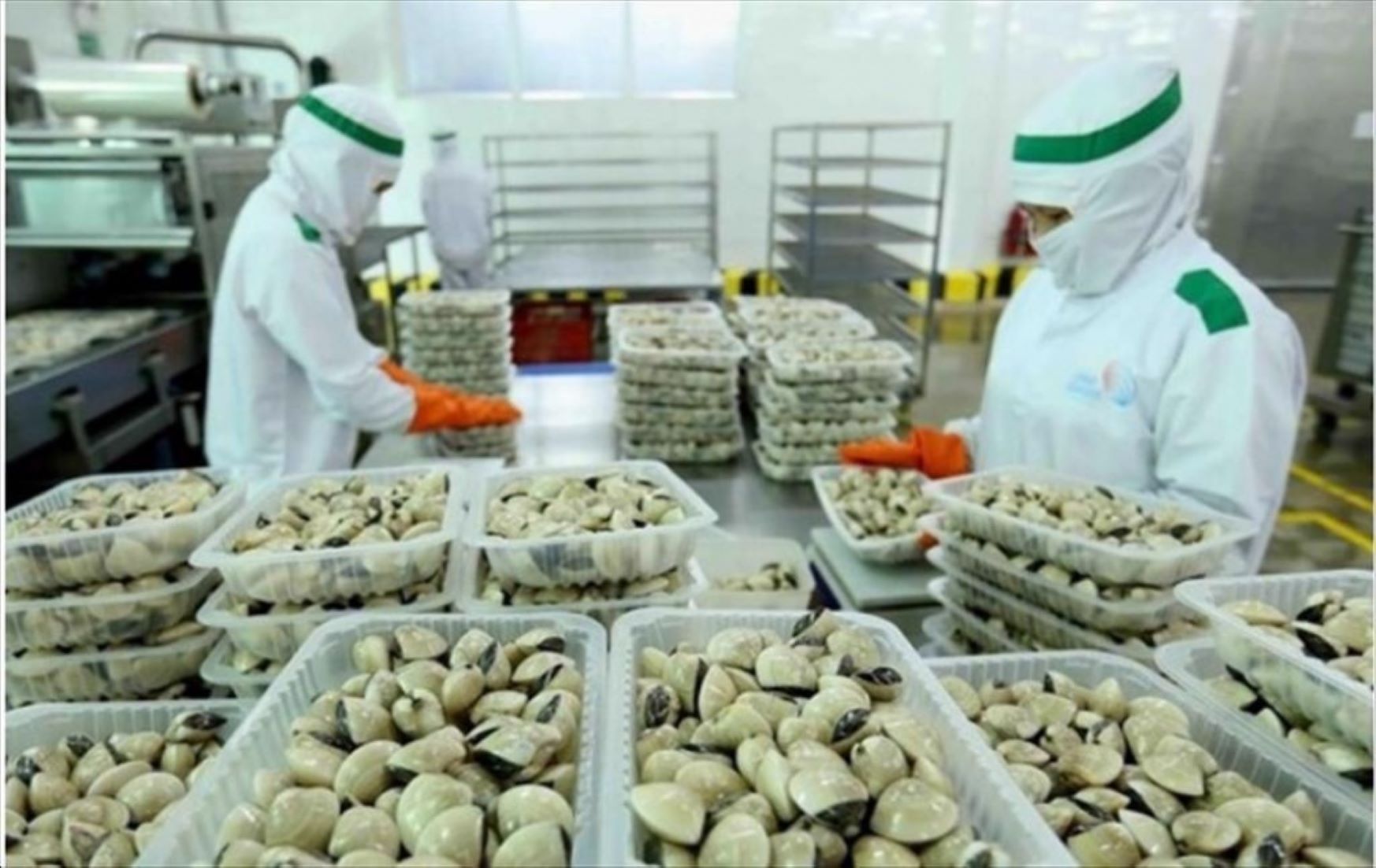 Vietnam’s Localities, Businesses Invest To Boost Clam Export